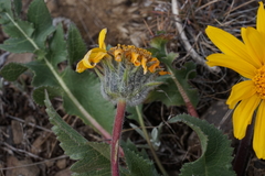 Balsamorhiza serrata