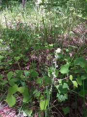 Spiranthes sylvatica