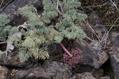 Lomatium minus
