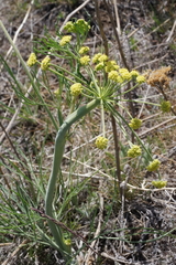 Lomatium simplex