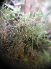Sematophyllum