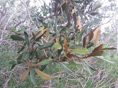 Planchonella contermina