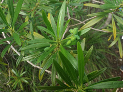 Rauvolfia semperflorens