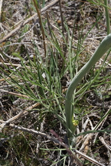 Lomatium simplex
