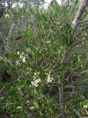Denhamia fournieri