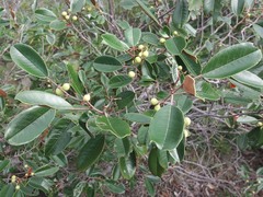 Alphitonia neocaledonica