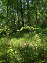 Spiranthes sylvatica