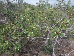 Alphitonia neocaledonica