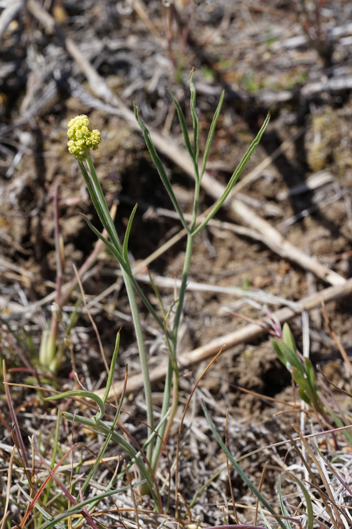 Lomatium simplex (Nutt.) J.F.Macbr.