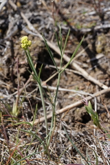 Lomatium simplex