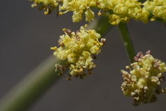 Lomatium simplex