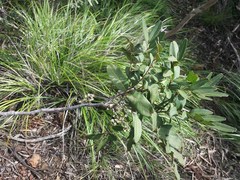 Lepidocupania inoplea