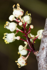 Lepidocupania inoplea