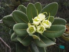 Xanthostemon ferrugineus