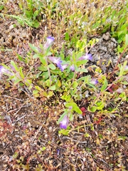 Microsteris gracilis