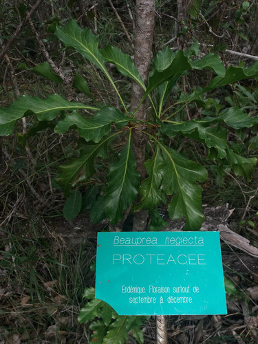 Genus Beauprea · iNaturalist