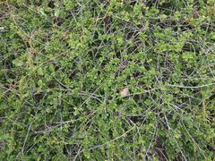 Cyclophyllum tieaense