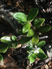 Cyclophyllum tieaense