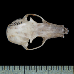 Southern Blossom Bat photo 3