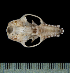 Southern Blossom Bat photo 4
