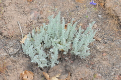 Astragalus tyghensis