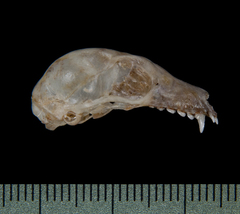 Southern Blossom Bat photo 5