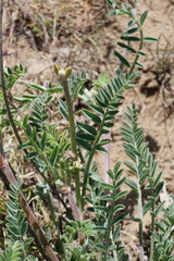 Astragalus howellii