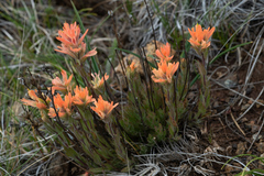 Castilleja brevilobata