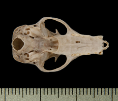 Dagger-Toothed Long-Nosed Fruit Bat photo 5
