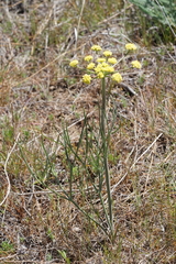 Lomatium simplex