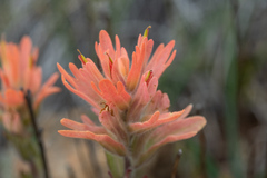 Castilleja brevilobata