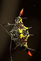 Gasteracantha westringi