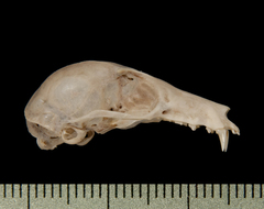 Dagger-Toothed Long-Nosed Fruit Bat photo 4