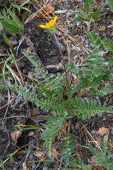 Balsamorhiza sericea