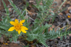 Balsamorhiza sericea