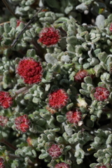 Eriogonum douglasii