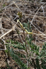 Astragalus howellii