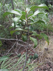 Elaeocarpus seringii