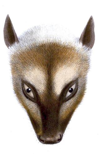 Great Flying Fox