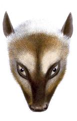 Great Flying Fox photo 4
