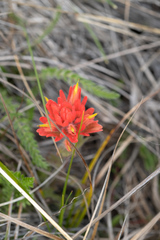Castilleja brevilobata