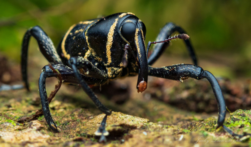 Enteles vigorsii Gyllenhal, 1837