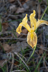 Iris bracteata