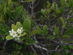 Denhamia fournieri