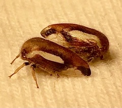 Ophiderma flavicephala