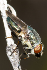 Stomorhina discolor