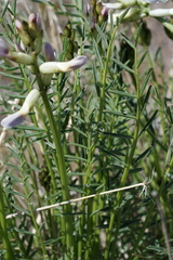 Astragalus conjunctus