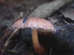 Lepiota haemorrhagica