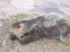 Choloepus didactylus