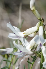 Astragalus conjunctus